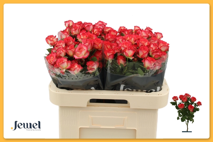 <h4>R TR SUMMER DANCE</h4>