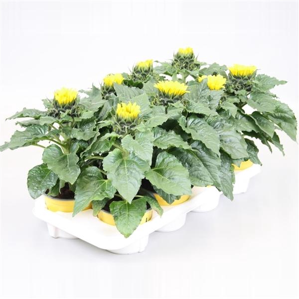 <h4>Helianthus annuus 'Sunsation'</h4>