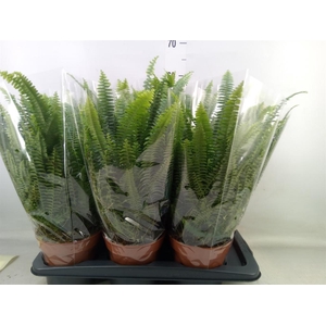 Nephrolepis exal. 'Green Lady'