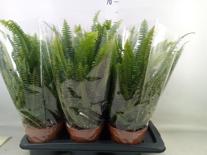 <h4>Nephrolepis exal. 'Green Lady'</h4>