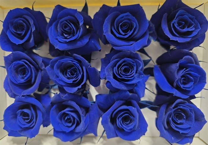 <h4>Ro Pres Mini Blue</h4>