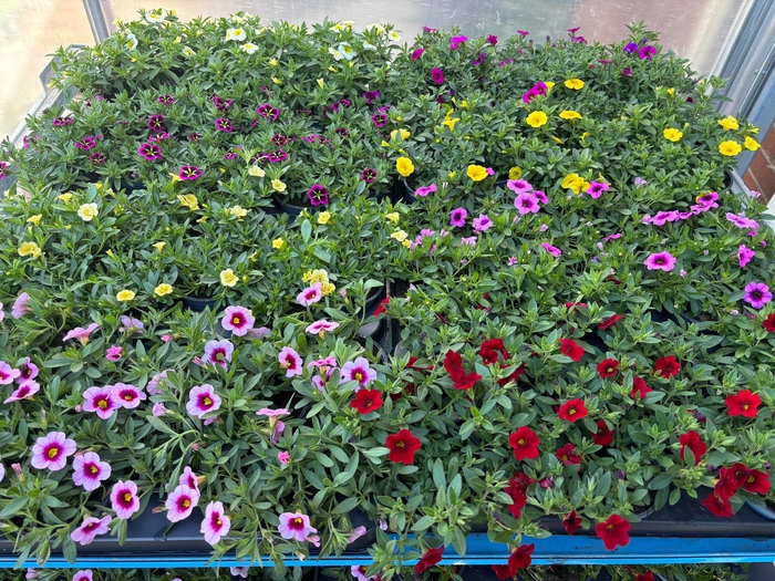 <h4>CALIB M BELL OV</h4>