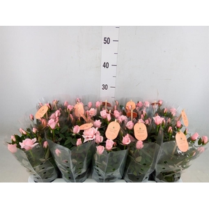 Rosa  'Rosaroma Pink'