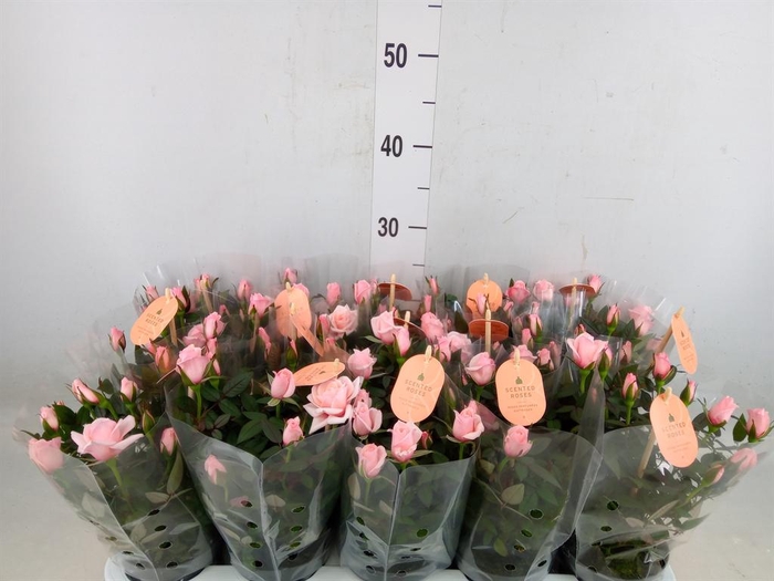 <h4>Rosa  'Rosaroma Pink'</h4>