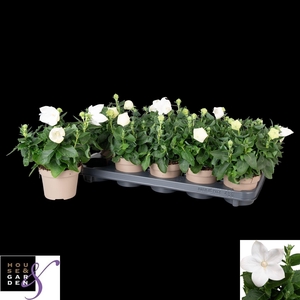 PLATYCO GR ASTRA WHI