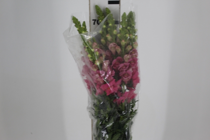 <h4>B. DE L MONACO ROSE 070 CM</h4>