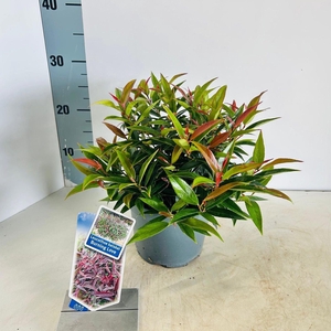 Leucothoe Burning Love