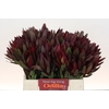 Leucadendron Saf Sunset Dark R.