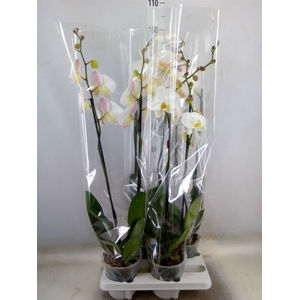 Phalaenopsis   ...white