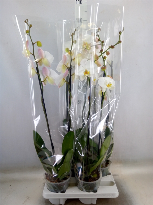 <h4>Phalaenopsis   ...white</h4>