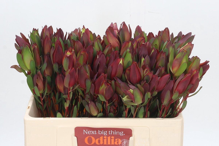 Leucadendron Senorita Spray