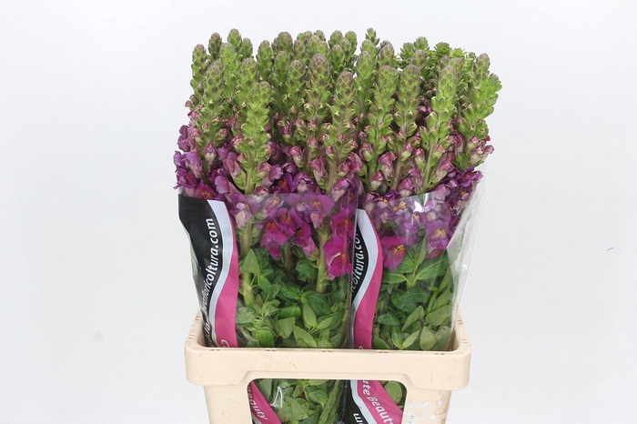 <h4>Antirrhinum Potomac Bordeaux</h4>