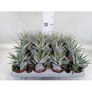 Haworthia fasciata 'Alba'