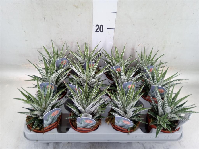 <h4>Haworthia fasciata 'Alba'</h4>