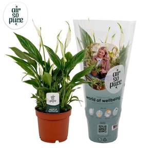 Spathiphyllum 'Bellini'