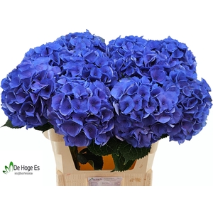 HYDR M ROY CROWN BL