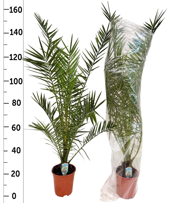 <h4>PHOENIX CANARIENSIS</h4>