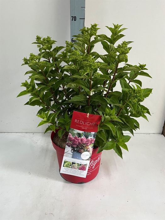 <h4>Hydrangea pan.</h4>