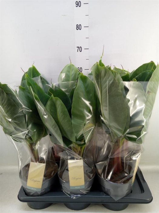 <h4>Musa  'Tropicana'</h4>