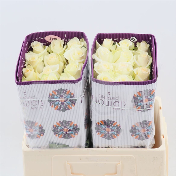 <h4>Rosa gr Candlelight</h4>