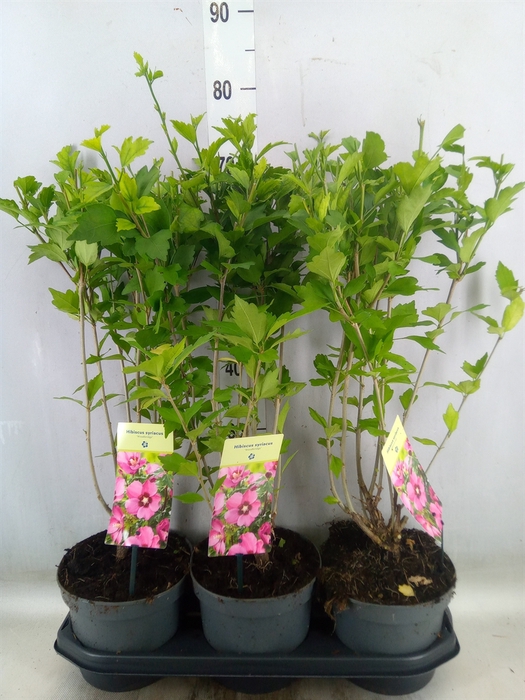 <h4>Hibiscus syriacus 'Woodbridge'</h4>