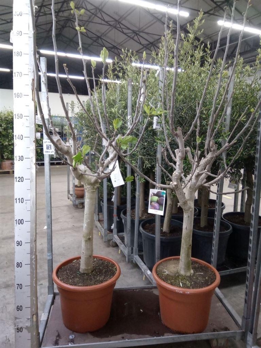 <h4>Ficus carica</h4>