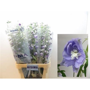 Delph Magic Fountain Lavendel