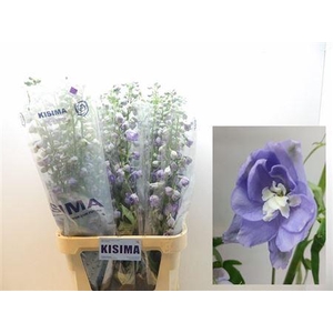 Delph Du Magic F Lavendel