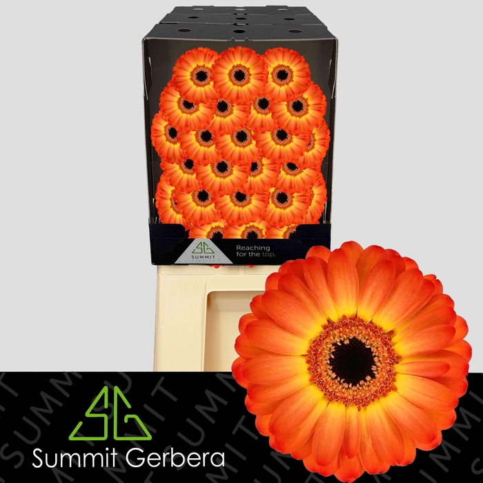 <h4>Germini Flamazing Diamond</h4>