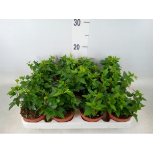 Hedera helix 'Shamrock'