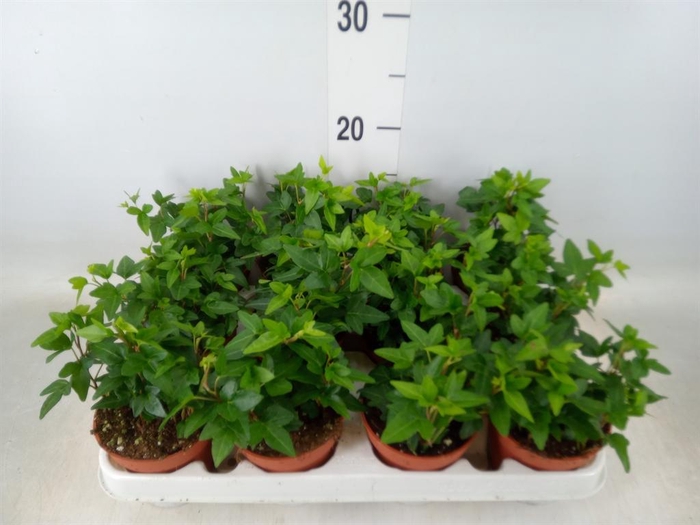 <h4>Hedera helix 'Shamrock'</h4>