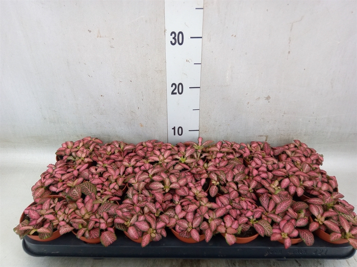 <h4>Fittonia  'Mosaic Pink Forest Flam'</h4>