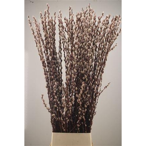 Salix Magical Silver
