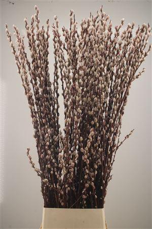 <h4>Salix Magical Silver</h4>