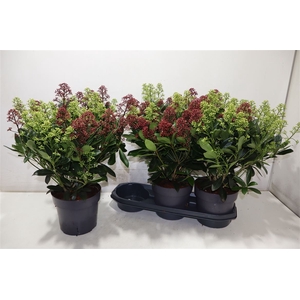 arr8 Skim Japonica Duo Color