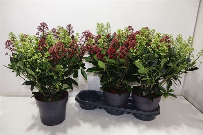 <h4>Skim Japonica Duo Color</h4>