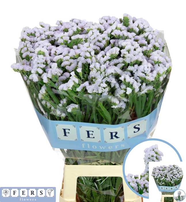 <h4>LIM S SILKY WINGS</h4>