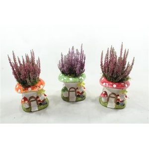 8788 CALLUNA PADDENSTOEL