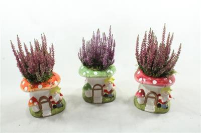 <h4>8788 CALLUNA PADDENSTOEL</h4>