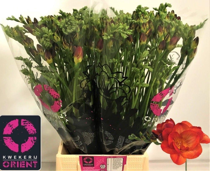 <h4>Freesia du Mandarine</h4>