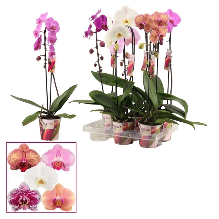 <h4>Phalaenopsis gemengd</h4>
