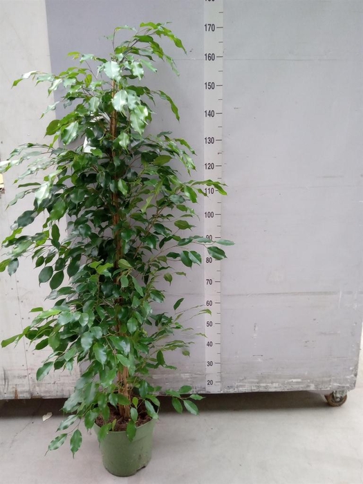 <h4>Ficus benja. 'Exotica'</h4>