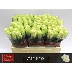 R Gr Athena