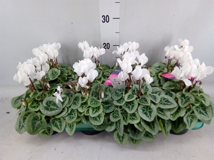 <h4>Cyclamen KL 'Picasso'</h4>