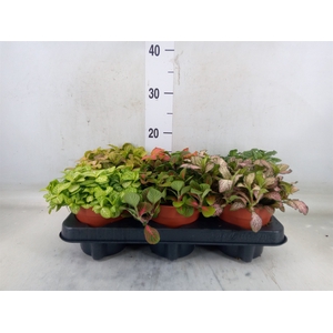 Fittonia   ...mix