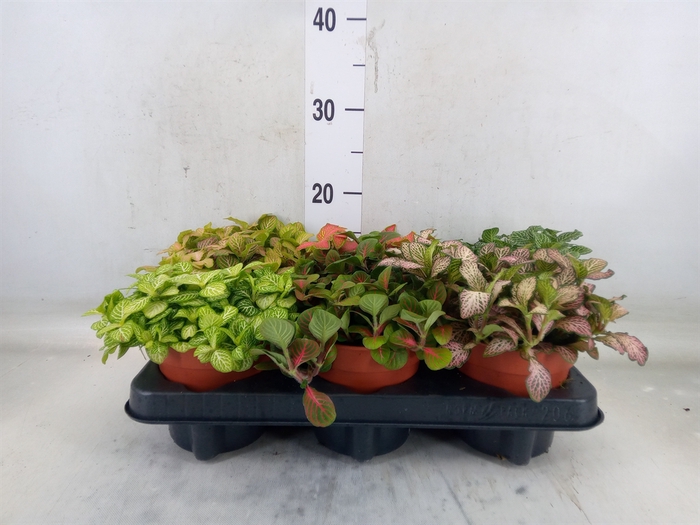 <h4>Fittonia   ...mix</h4>