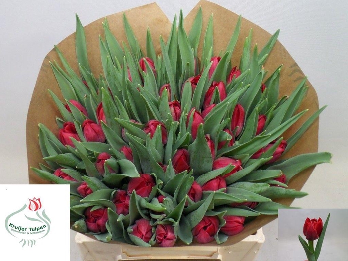 <h4>TU DU MIKADO</h4>