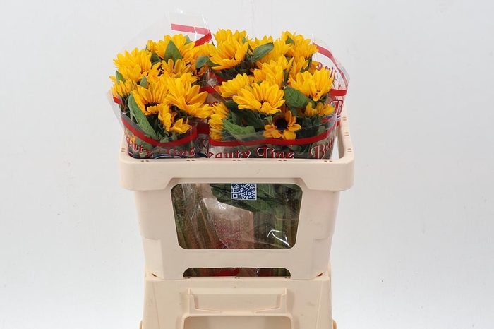 <h4>Heli Sunova</h4>