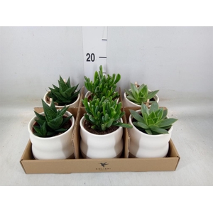 Succulents   ...mix 3