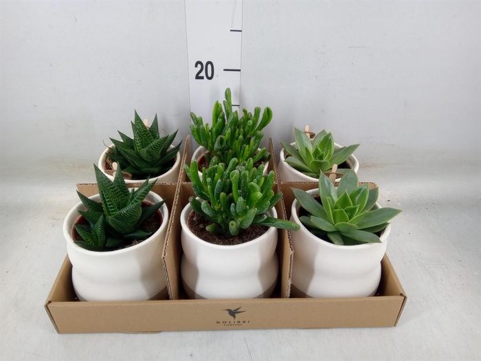 <h4>Succulents   ...mix 3</h4>